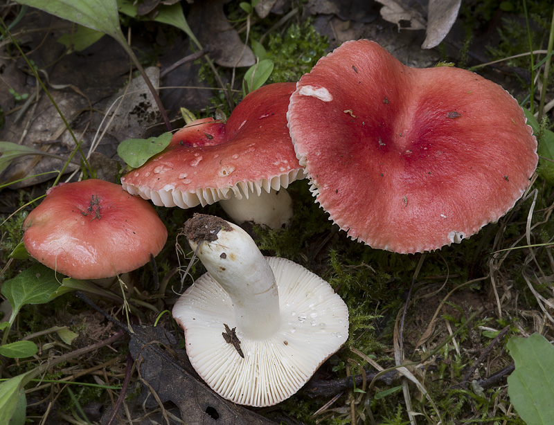 Russula luteotacta